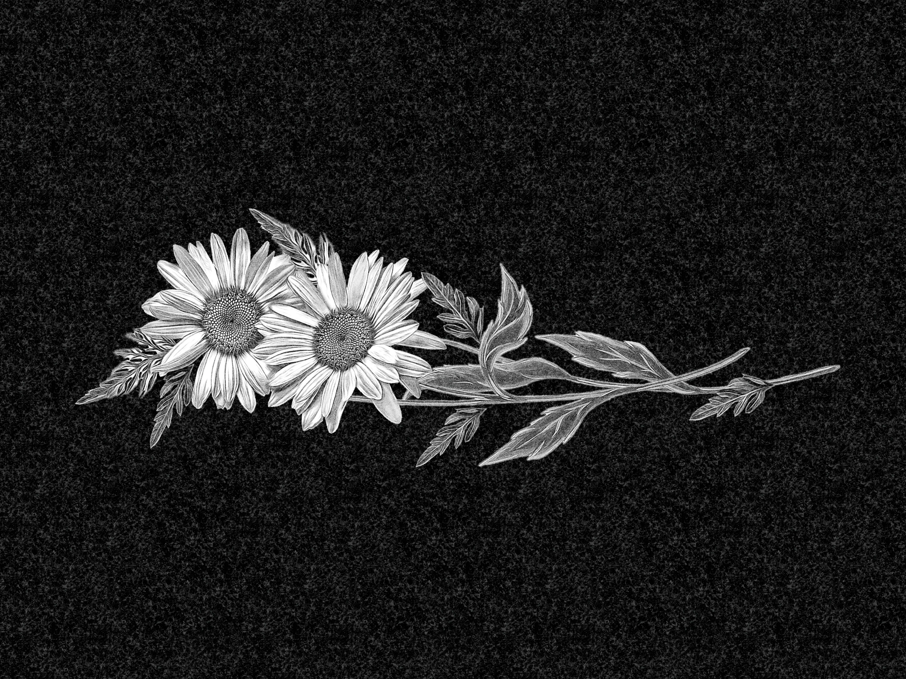 Цветы | Рисунок две ромашки, ЦВ-016